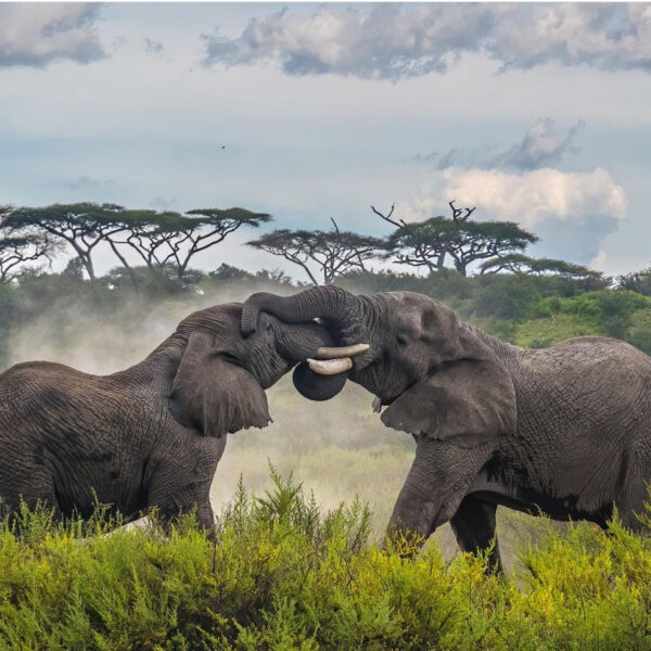arangire National Park Day Trip