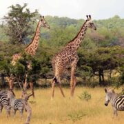 Tsetse Flies in Serengeti National Park: Are They a Risk?
