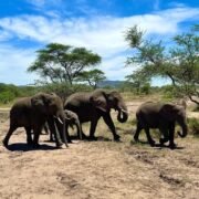 5 days Ndutu safaris