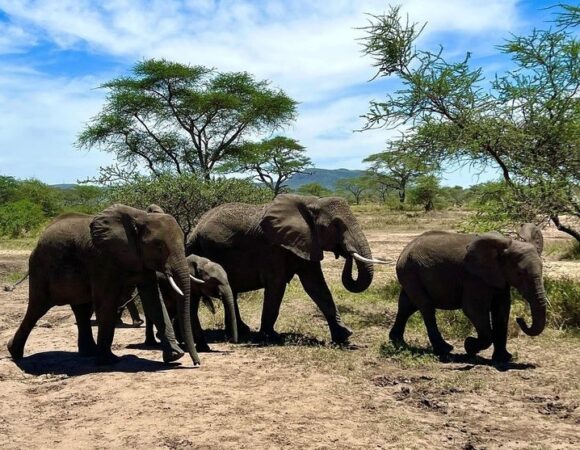 What to Expect During Your Tanzania Safari: A Comprehensive Overview