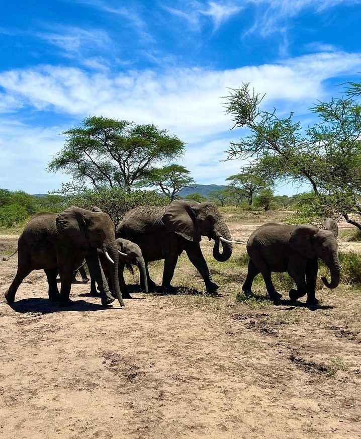5 days Ndutu safaris