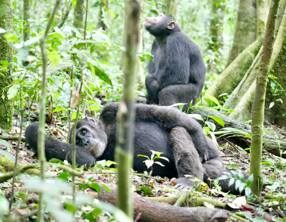Where to See Chimpanzees in Tanzania ?