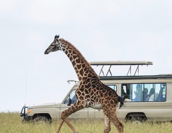 Can You Climb Mount Kilimanjaro and Go on Safari on the Same Trip?