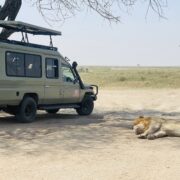 Which Is the Best City to Stay Before Your Tanzania Safari: Arusha or Moshi?