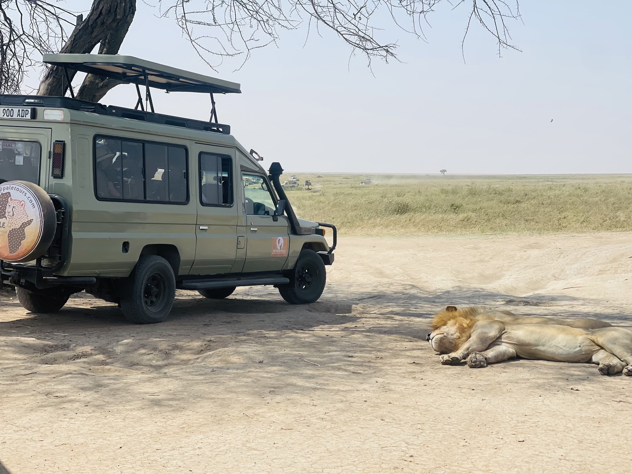 Which Is the Best City to Stay Before Your Tanzania Safari: Arusha or Moshi?