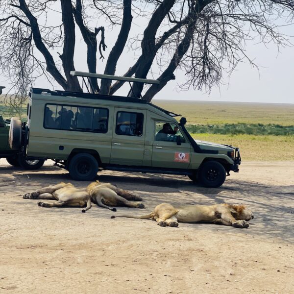 7-Day Tanzania Safari Adventure: Lake Natron, Serengeti, Ngorongoro & Tarangire