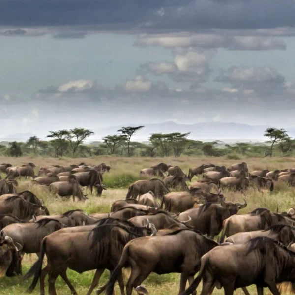 7-Day Tanzania Safari Adventure: Lake Natron, Serengeti, Ngorongoro & Tarangire