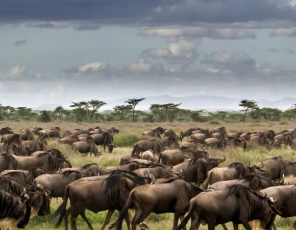 7 Days Following the Great Migration
