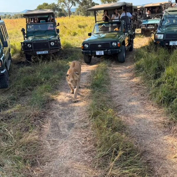 14-Day Northern & Southern Tanzania Wildlife Safari