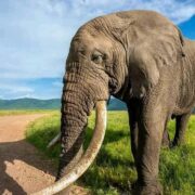 Is December a Good Time to Visit Tanzania? 🇹🇿