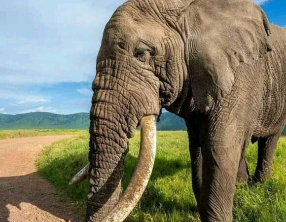 Is December a Good Time to Visit Tanzania? 🇹🇿